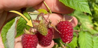 Як захистити малину від морозів