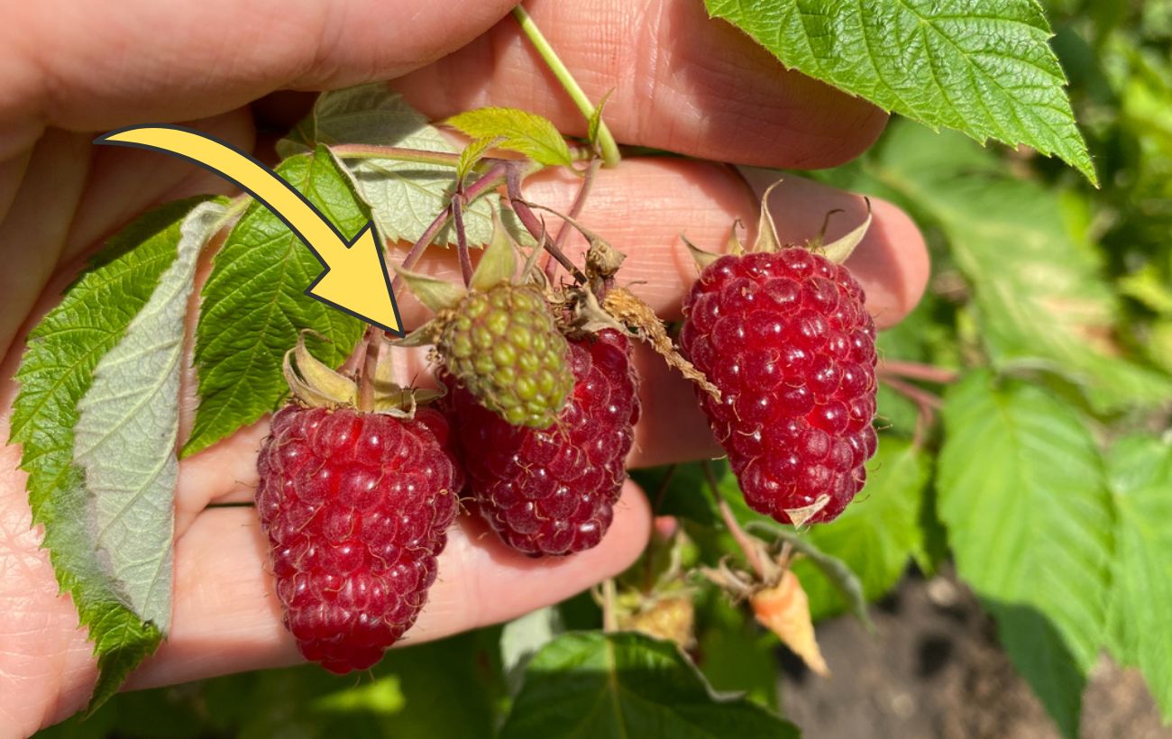 Як захистити малину від морозів