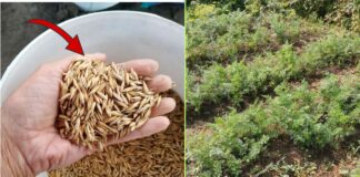 Які рослини посіяти під зиму