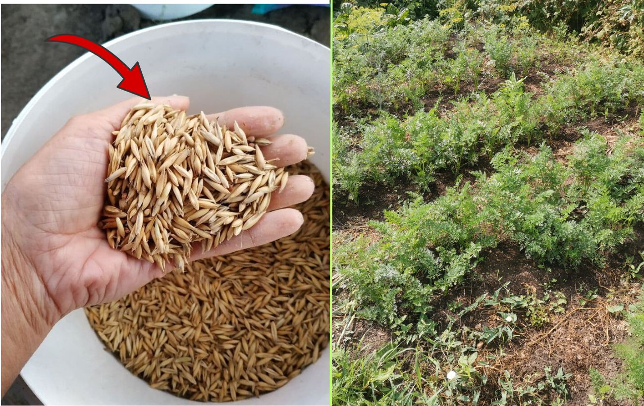 Які рослини посіяти під зиму