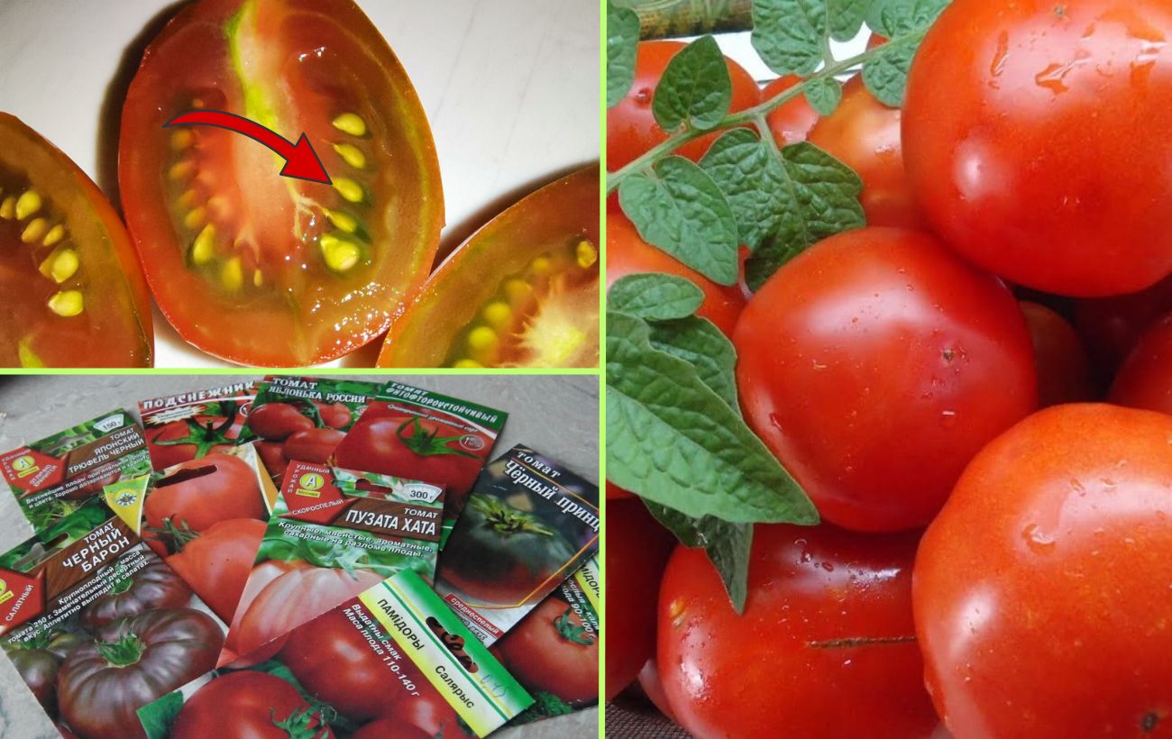 Як правильно сіяти томати під зиму