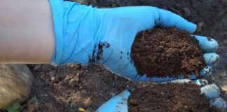 Експерти розповіли, як використати вівсянку на городі