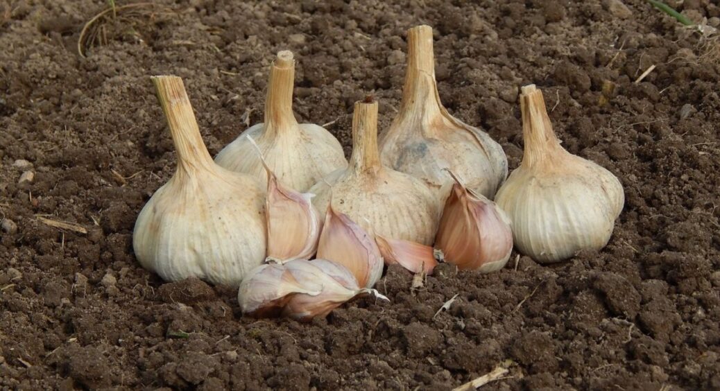 25 грамів карбаміду під тирсу – і часник зимує без втрат: дідівський спосіб, який врятував мій врожай 