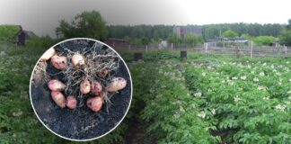 Як зберігати врожай картоплі