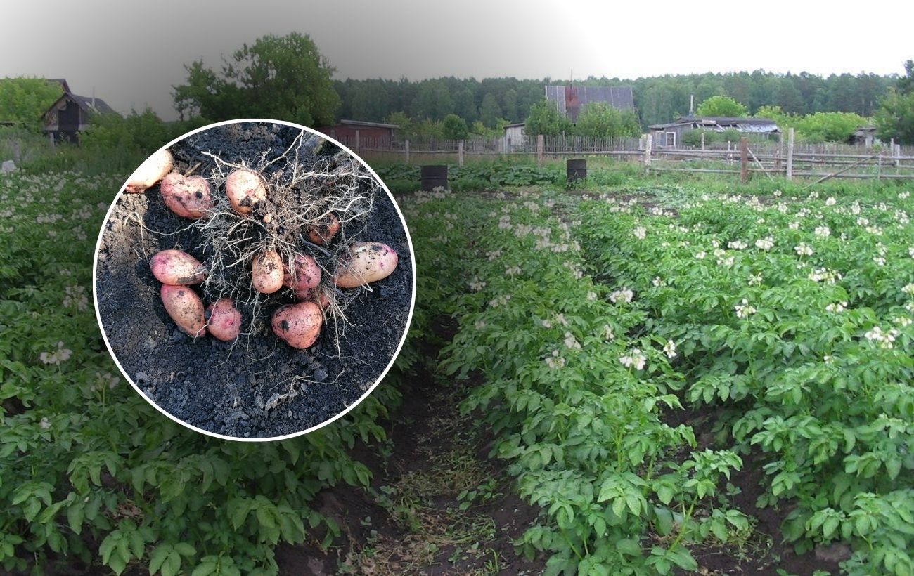 Як зберігати врожай картоплі