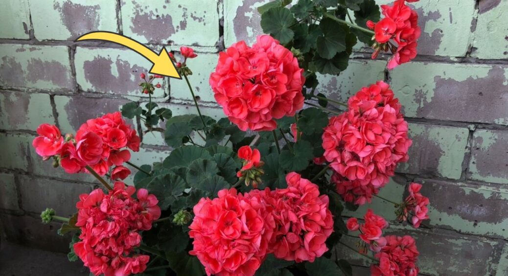 Герані після обрізки – обов’язково: даю 1 ложку у воду, і пагони лізуть наввипередки – квітів ціле море 