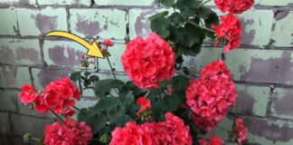 Як доглядати за геранню після обрізки