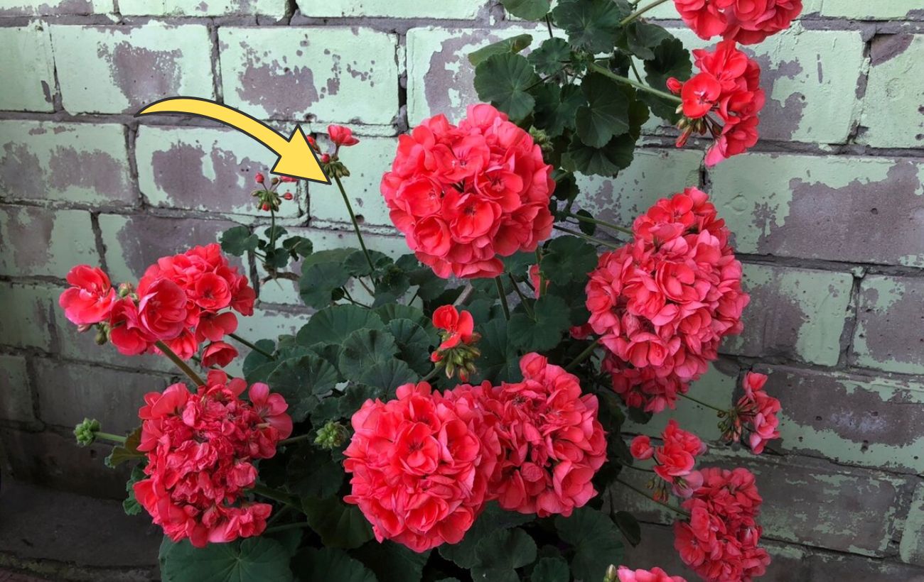 Як доглядати за геранню після обрізки