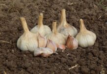 Експерти розповіли, коли і навіщо мульчувати озимий часник