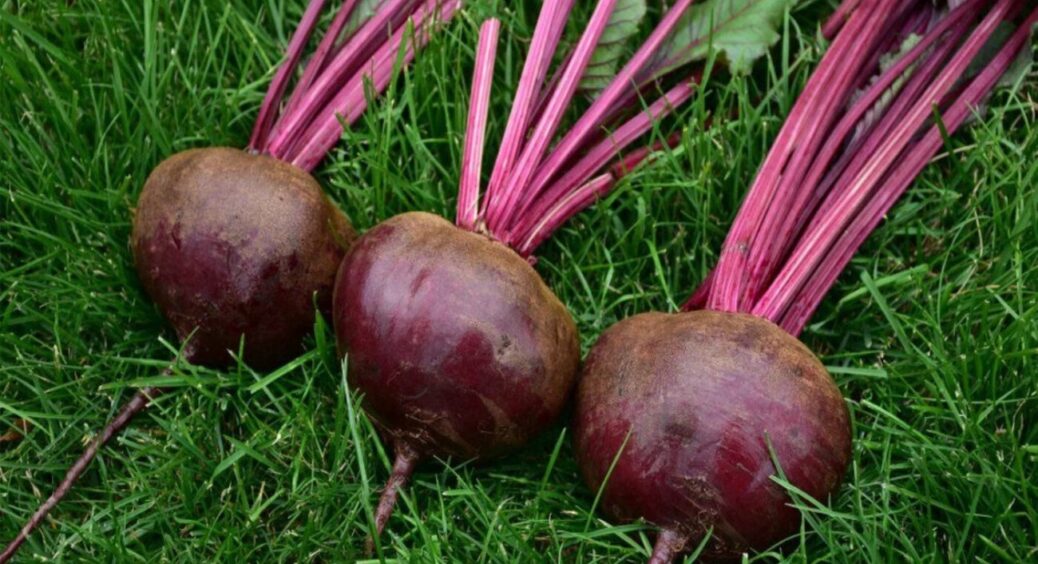 Не плоди, а “цукрова кулька”: цей 1 сорт буряка саджу завжди – і він дивує високою врожайністю та смаком 