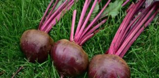 Городники назвали добриво для соковитого буряка 