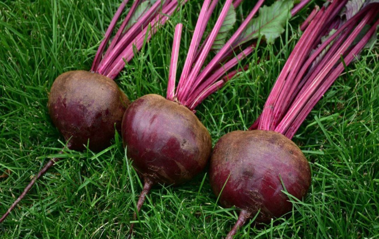 Городники назвали добриво для соковитого буряка 