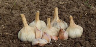 Експерти розповіли, коли і навіщо мульчувати озимий часник