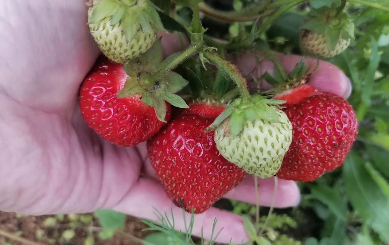 Яке добриво дати полуниці для кращої врожайності