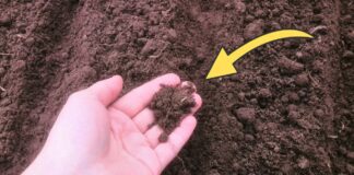 Як найкраще удобрювати ґрунт в осінній період