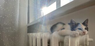 Господині розповіли, навіщо відкривати на 6 хвилин вікна, коли немає опалення 