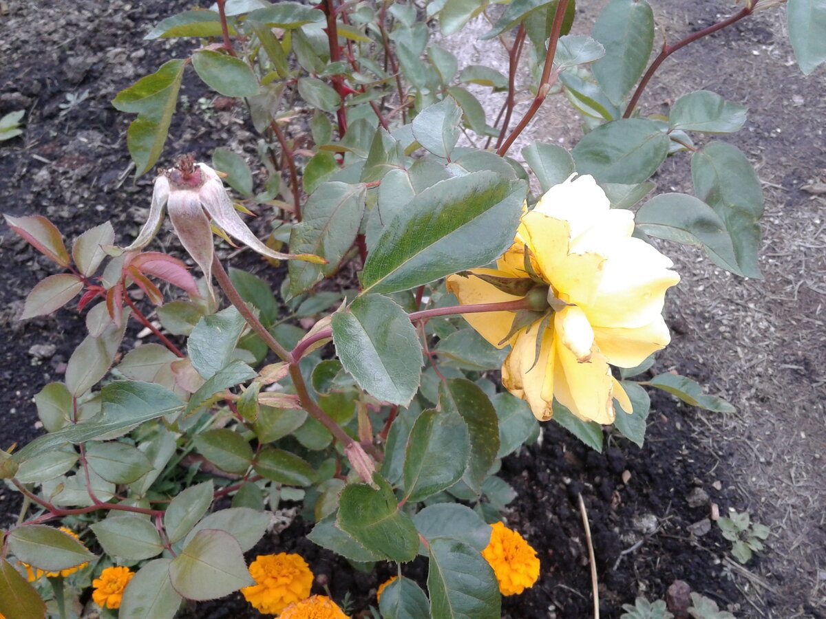 Експерти пояснили, як допомогти троянді скинути зайве листя швидко та без стресу для квітки