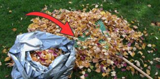 Як швидко прибрати опале листя на вулиці