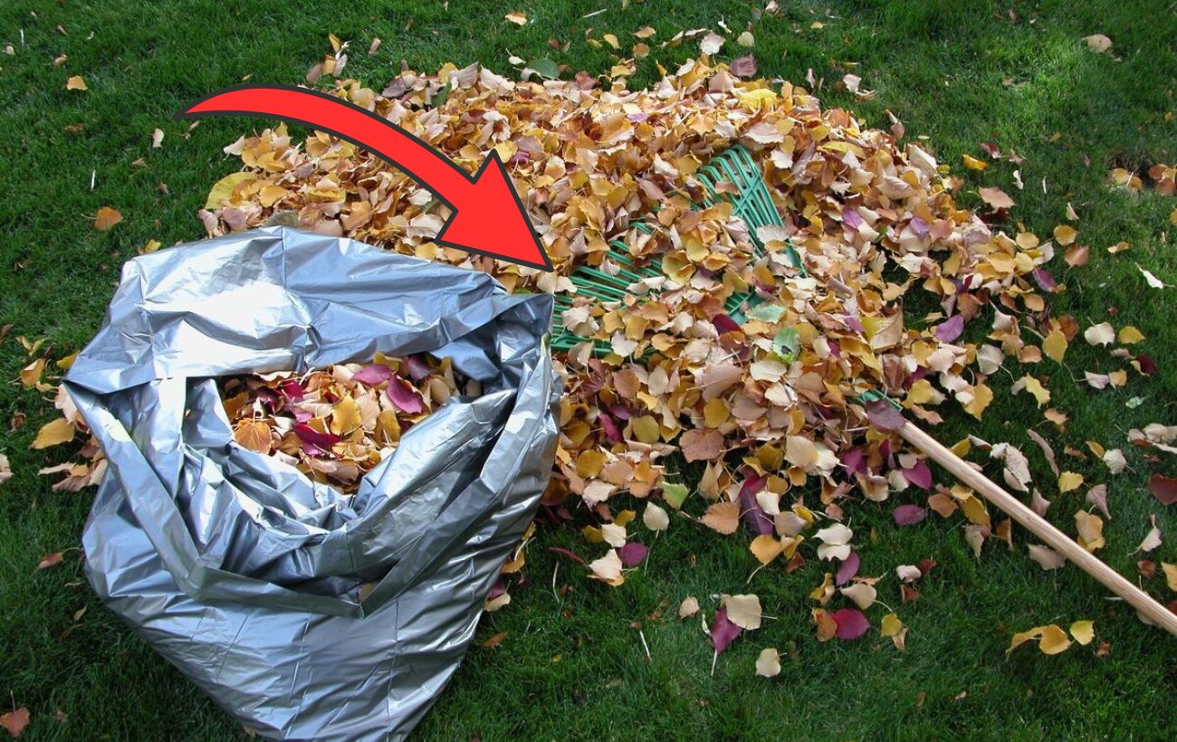 Як швидко прибрати опале листя на вулиці