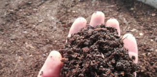 Експерти розповіли, як просто й доступно організувати компостування