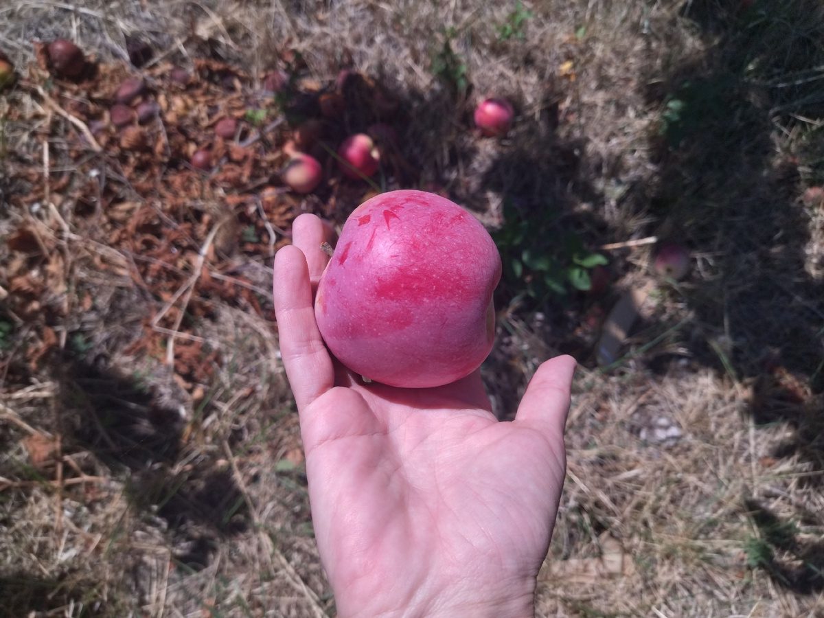 Експерти пояснили, як найкраще підвищити врожайність яблуні без хімічних засобів з магазину