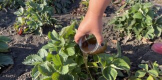 Садівники розповіли, чим підживити полуницю у листопаді