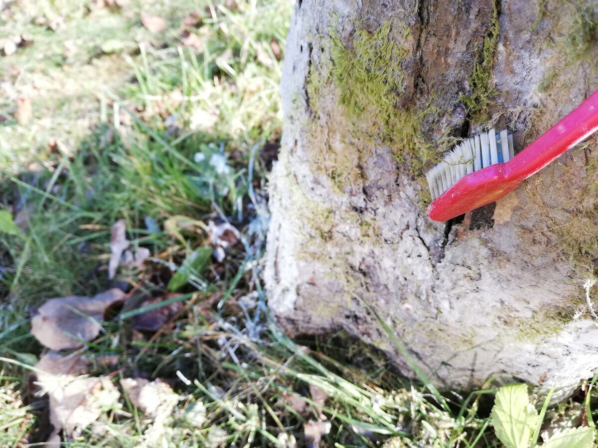 Експерти розповіли, як позбутись від моху та лишайнику в домашніх умовах – корисні поради