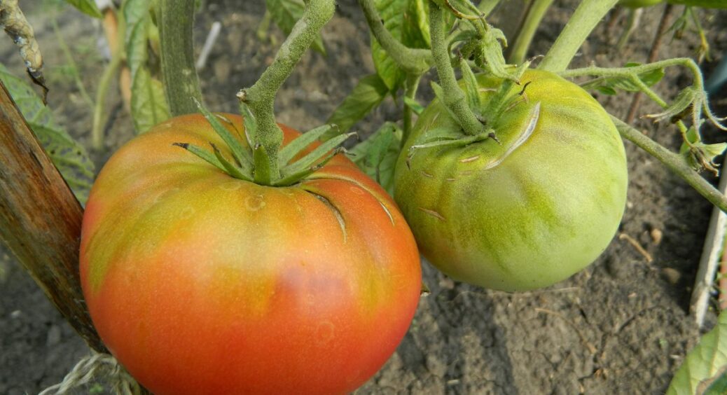 Ці 7 сортів томатів більше не посаджу: гарні на вигляд, але смак – як вода з кислинкою, насіння у смітник 