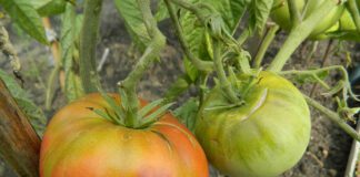 Експерти розповіли, які сорти томатів не варто висаджувати на городі