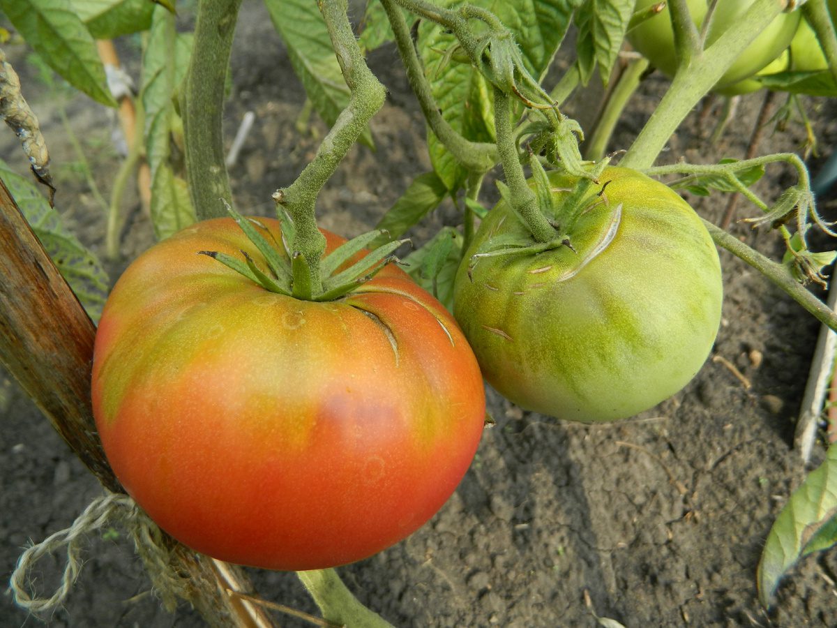 Експерти розповіли, які сорти томатів не варто висаджувати на городі