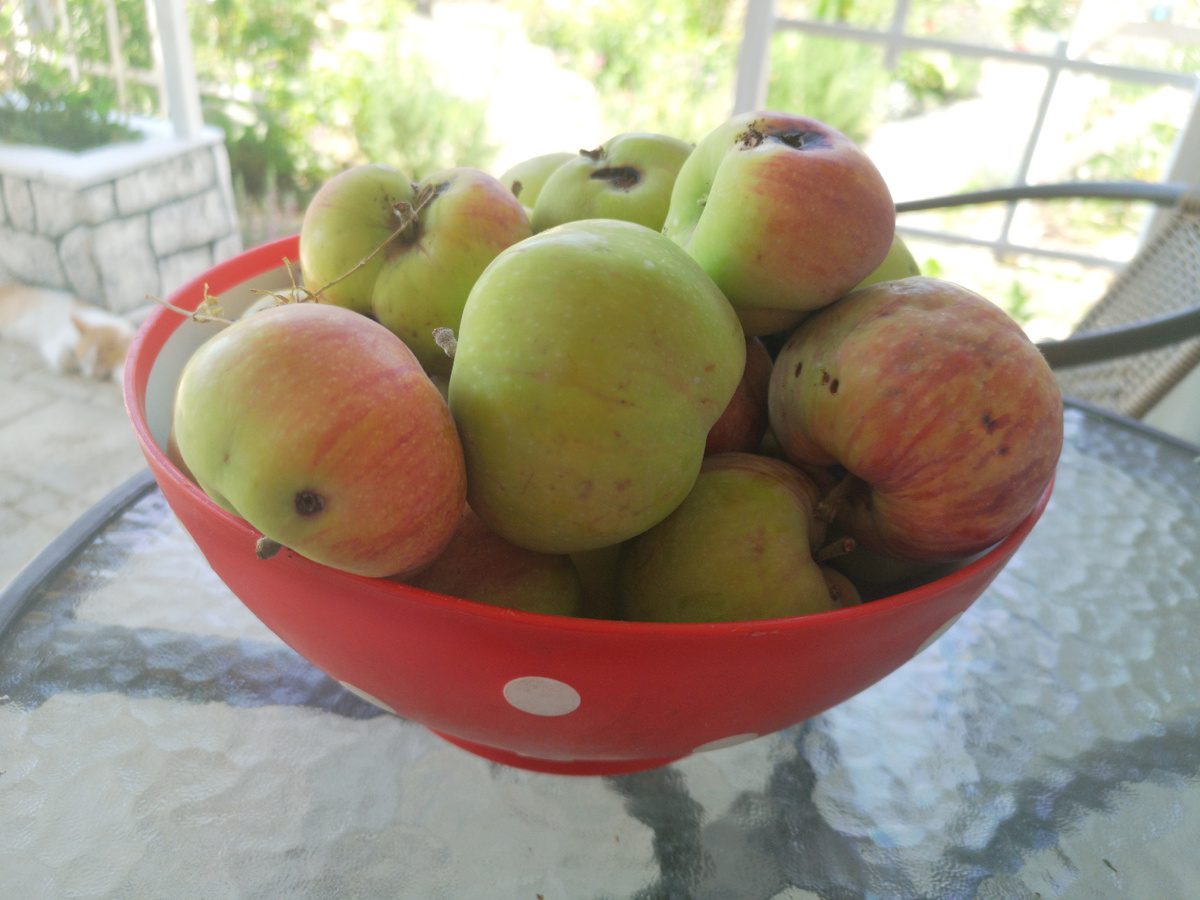 Експерти пояснили, як найкраще підвищити врожайність яблуні без хімічних засобів з магазину