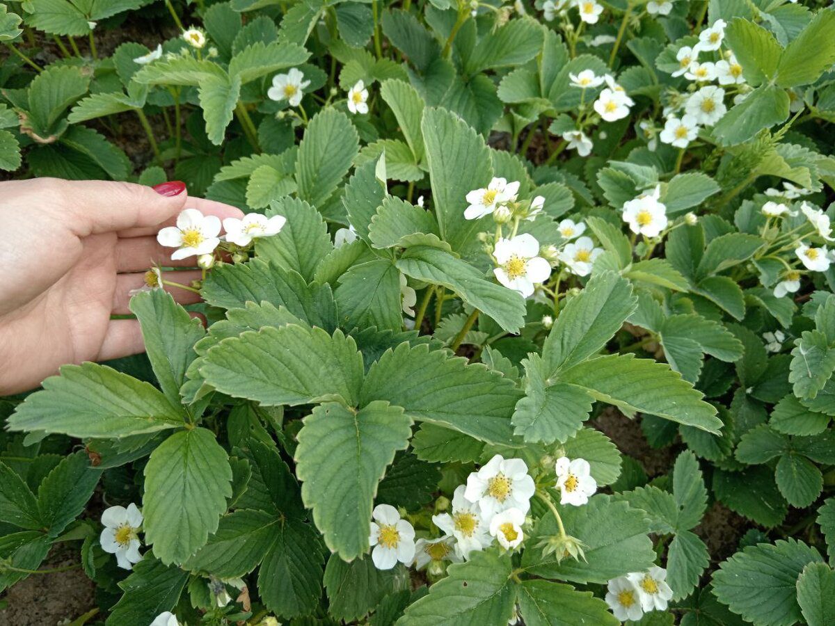 Експерти пояснили, як правильно доглядати за полуницею в осінній період для кращого врожаю