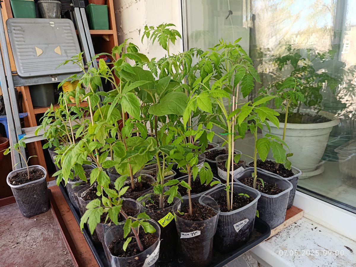 Експерти розповіли, який лайфхак використати, аби не дати розсаді витягнутись під час вирощування