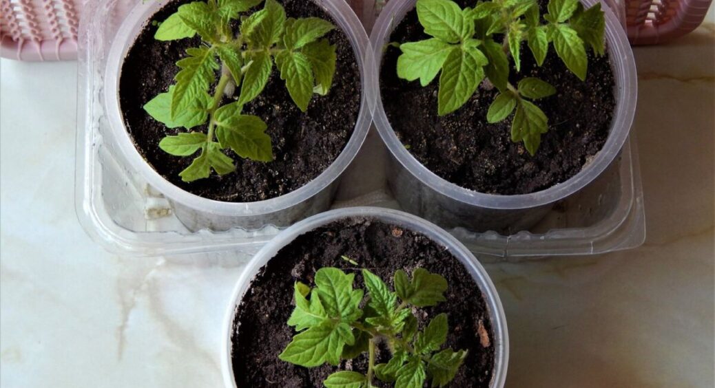 Ідеальна тара без перебільшень: розсада не витягується і не “капризує” – 3 роки висаджую рослини тільки так 