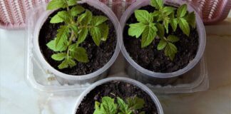 Агрономи назвали ідеальну тару для вирощування розсади