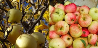 Як значно підвищити врожайність яблуні