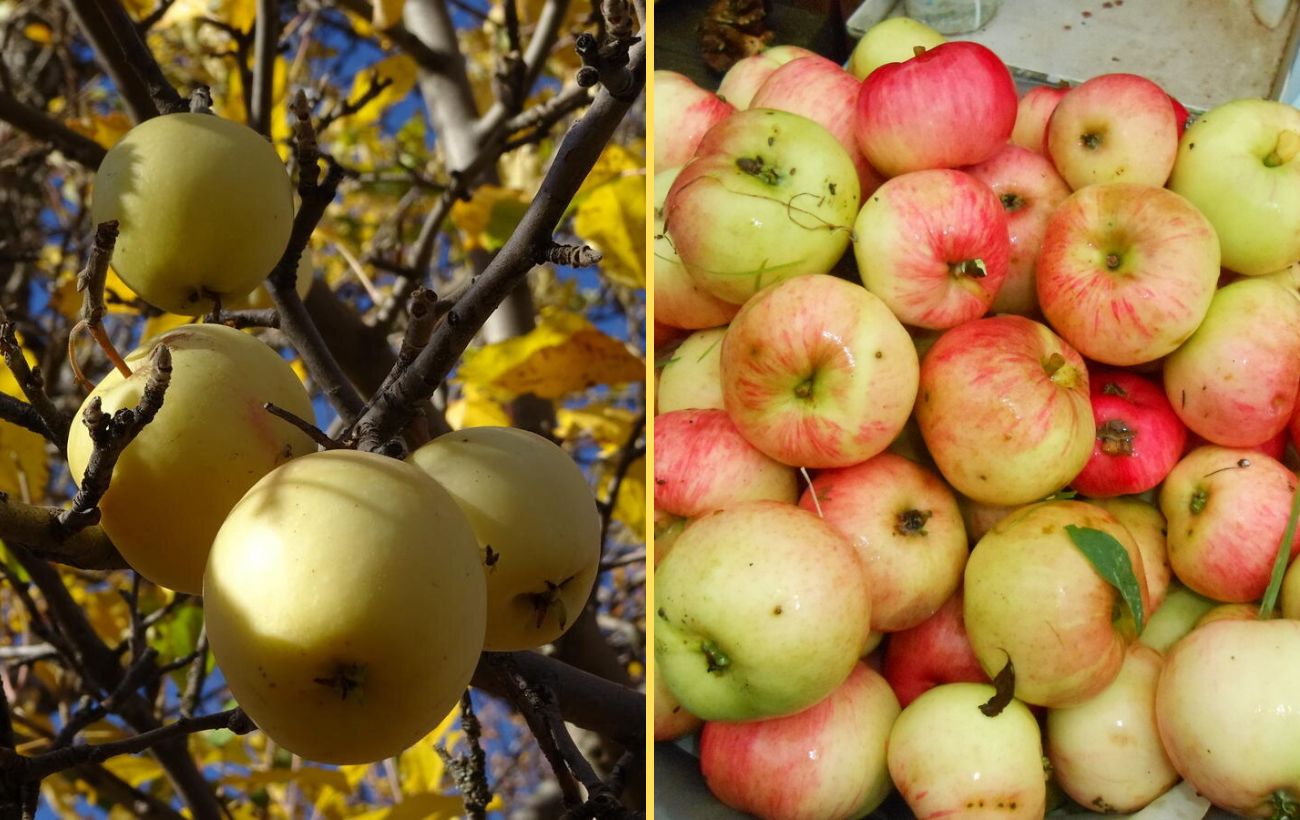 Як значно підвищити врожайність яблуні