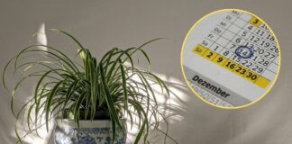 В які дати краще не виконувати процедури з квітами