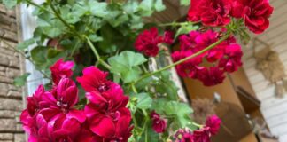 Як доглядати за геранню восени