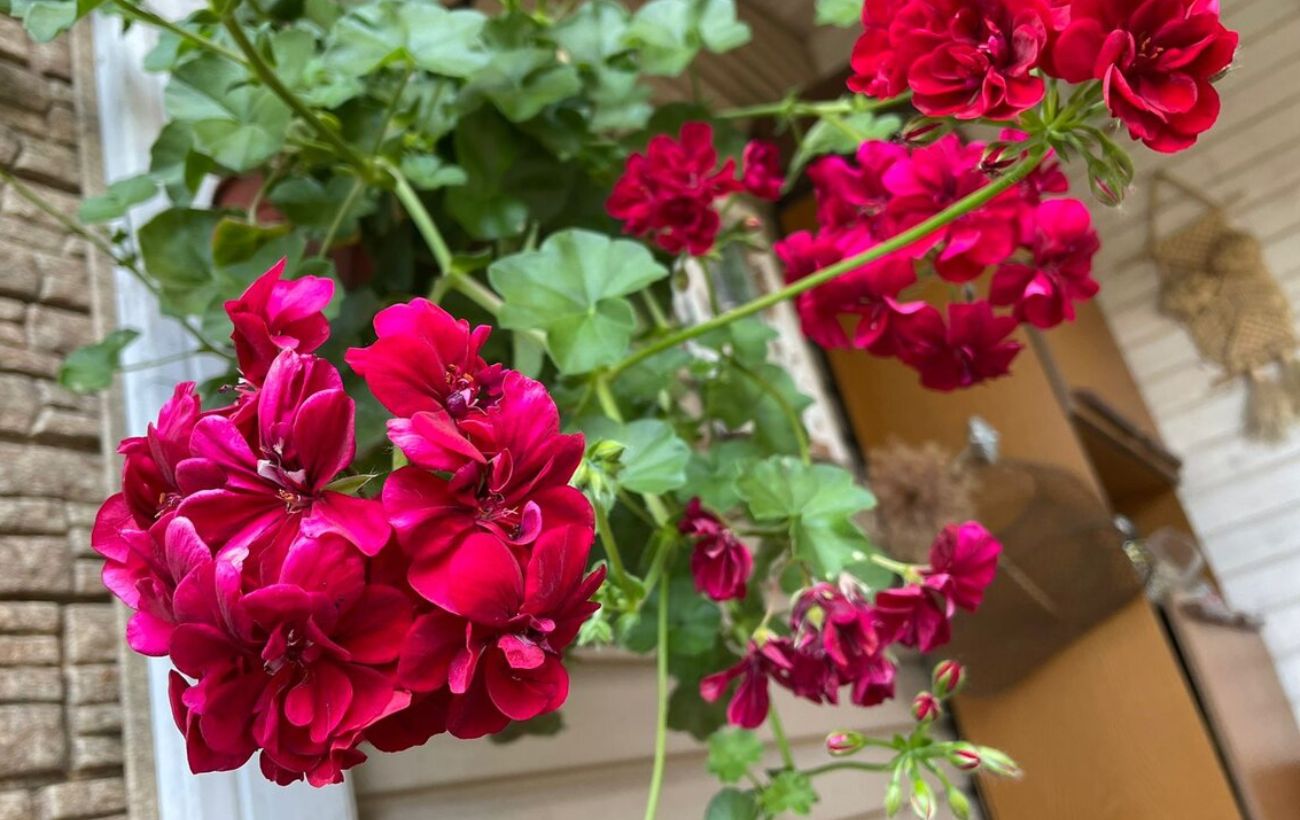 Як доглядати за геранню восени