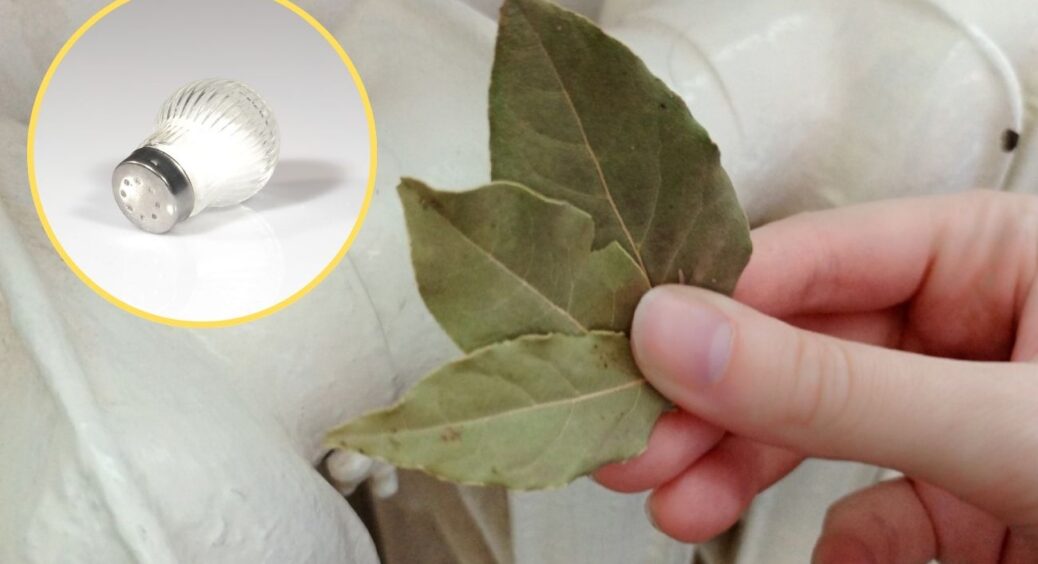 Ставлю в кути по всіх кімнатах стакан з сіллю і туди – 3 лаврових листи: це не забобони, а практичне рішення 