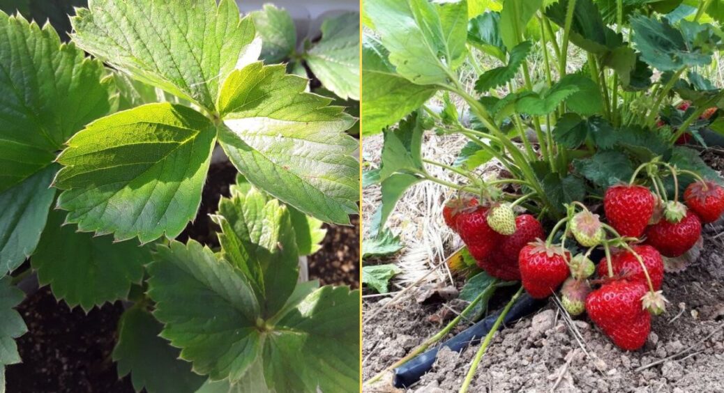Ще встигаю попрацювати “на врожай”: розсипаю цей дармовий порошок під кущі полуниці – в сезон маю відра ягід 