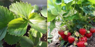 Агрономи розповіли, чим підживити полуницю наприкінці цього року