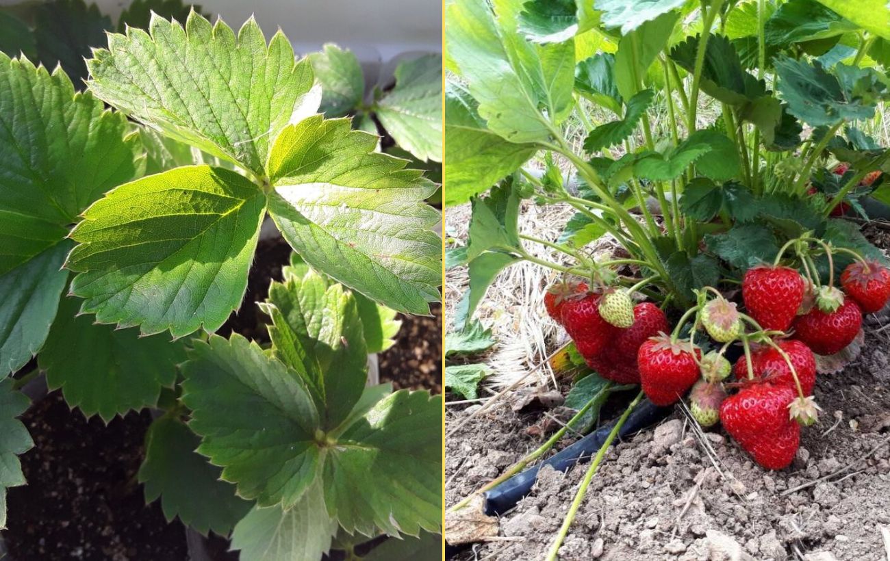 Агрономи розповіли, чим підживити полуницю наприкінці цього року
