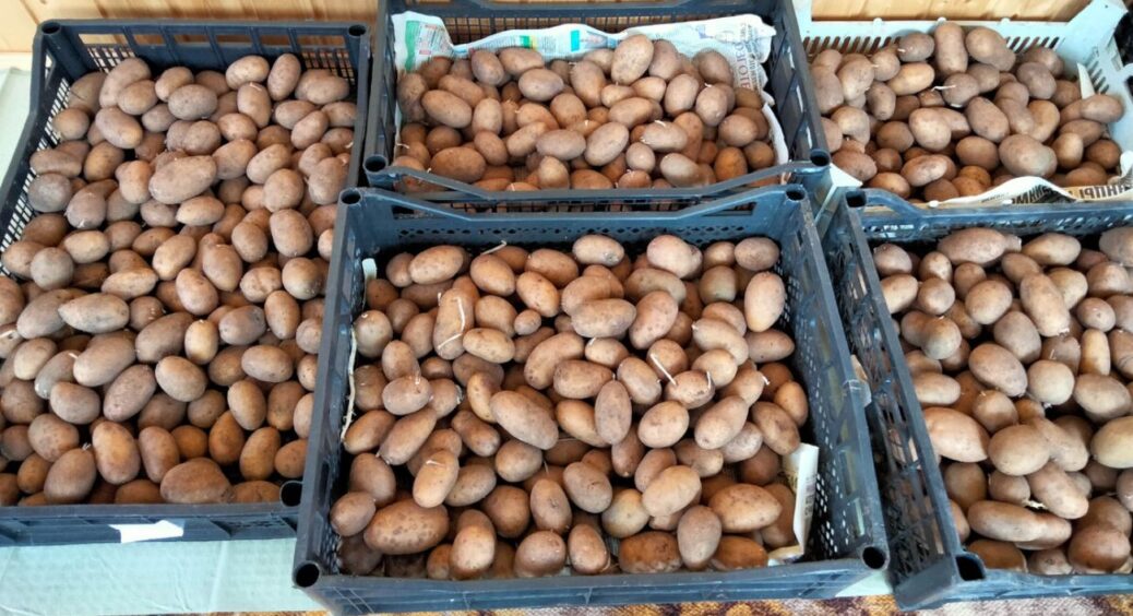 Видаю “схему” мого чоловіка-агронома: як отримати врожай картоплі в 3 рази більший – з 1 куща збираємо відро 