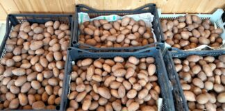 Городники розповіли, завдяки якій схемі посадки можна отримати більше картоплі