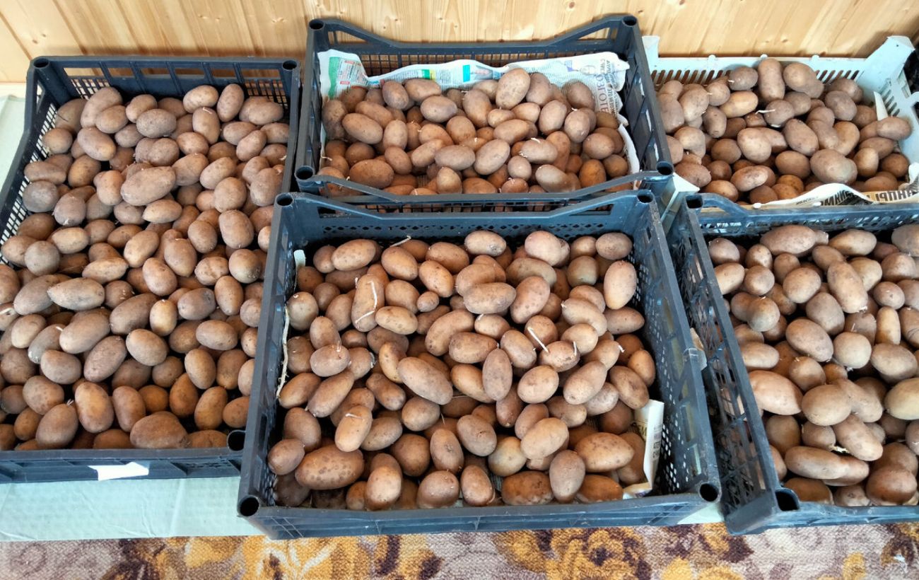 Городники розповіли, завдяки якій схемі посадки можна отримати більше картоплі