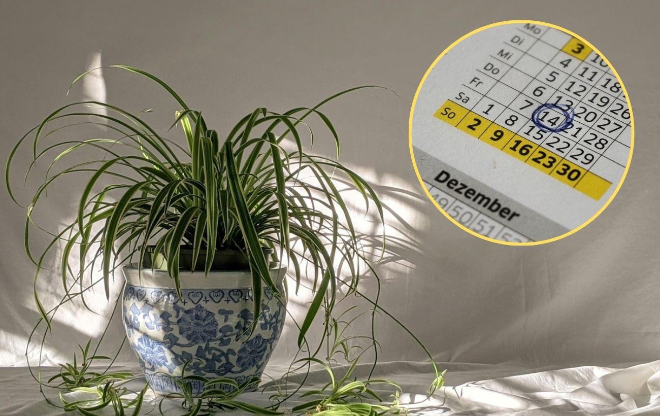 В які дати краще не виконувати процедури з квітами