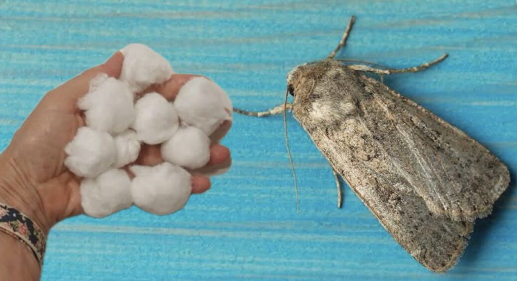 Кручу “кульки” у шафу від молі: 3 інгредієнти – 1 відповідає за аромат, а 2 діють проти комахи 