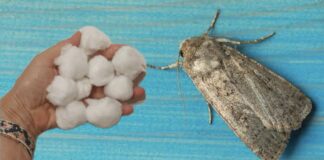 Господині розповіли, як зробити кульки від молі у домашніх умовах 